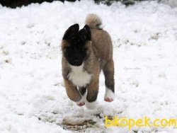 Amerikan Akita 4