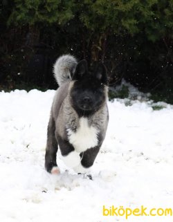 Amerikan Akita 3