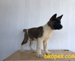 Amerikan Akita 3 Aylık 3'ü De Erkek 1
