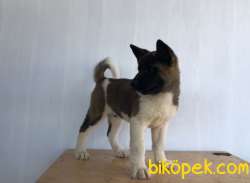 Amerikan Akita 3 Aylık 3'ü De Erkek 2