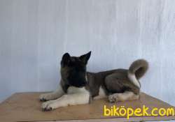 Amerikan Akita 3 Aylık 3'ü De Erkek 4