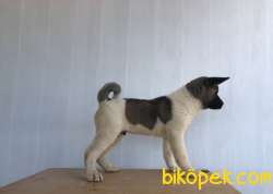 Amerikan Akita 3 Aylık 3'ü De Erkek 5