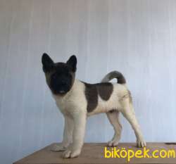 Amerikan Akita 3 Aylık 3'ü De Erkek 3