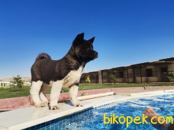 Amerikan Akita Dişi Yavru 1