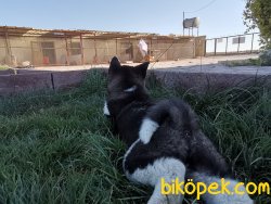 Amerikan Akita Dişi Yavru 2
