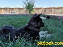 Amerikan Akita Dişi Yavru 3