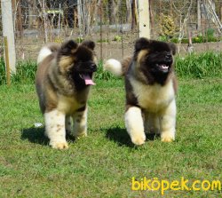 Amerikan Akita Inu Anne Baba Secereli 3