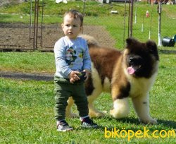 Amerikan Akita Inu Anne Baba Secereli 2