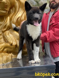 Amerikan Akita Inu Bebeğimiz Iri Kaliteli 1