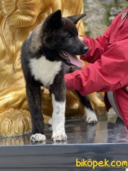Amerikan Akita Inu Bebeğimiz Iri Kaliteli 3