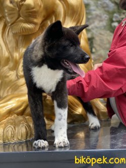 Amerikan Akita Inu Bebeğimiz Iri Kaliteli 2