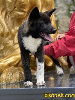 Amerikan Akita Inu Bebeklerimiz 2