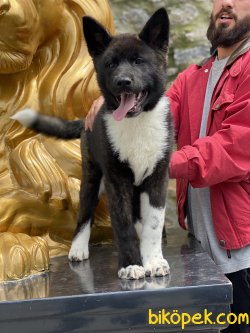 Amerikan Akita Inu Bebeklerimiz 4