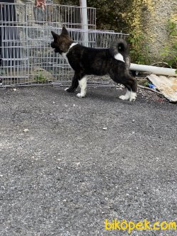 Amerikan Akita Inu Çok Iri Kaliteli Bebek 2