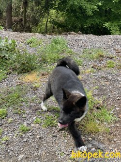 Amerikan Akita Inu Çok Iri Kaliteli Bebek 3