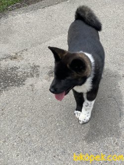 Amerikan Akita Inu Çok Iri Kaliteli Bebek 1