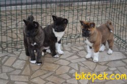 Amerikan Akita Inu En Kaliteli Yavrular 2