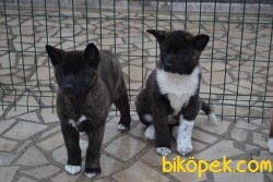 Amerikan Akita Inu En Kaliteli Yavrular 4