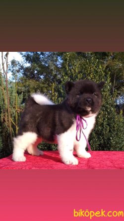 Amerikan Akita Inu En Kaliteli Yavrular 1