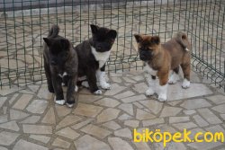 Amerikan Akita Inu En Kaliteli Yavrular 3