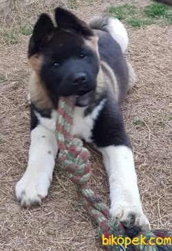 Amerikan Akita Inu Iri Kaliteli Orjinal Yavrular 1