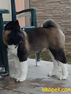 Amerikan Akita Inu Iri Kaliteli Orjinal Yavrular 2