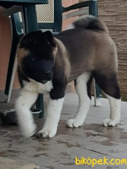 Amerikan Akita Inu Iri Kaliteli Orjinal Yavrular 3