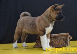 Amerikan Akita Inu Iri Yavrularımız 3
