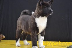 Amerikan Akita Inu Iri Yavrularımız 1