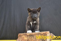 Amerikan Akita Inu Iri Yavrularımız 2