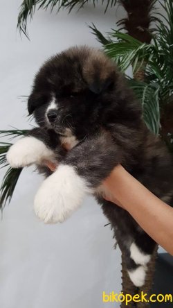 Amerikan AKİTA INU YAVRULARI 1