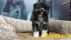 Amerikan AKİTA INU YAVRULARI 2