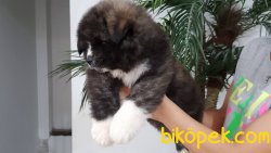 Amerikan AKİTA INU YAVRULARI 3