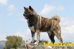 Amerikan AKİTA INU YAVRULARI 1