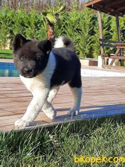 Amerikan Akita Inu Yavruları 3