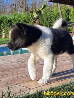 Amerikan Akita Inu Yavruları 5