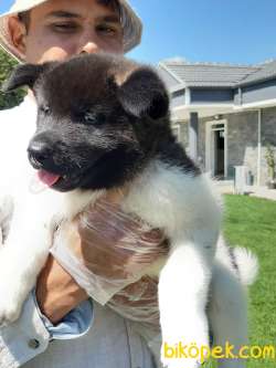 Amerikan Akita Inu Yavruları 2