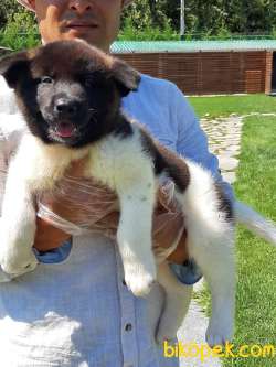 Amerikan Akita Inu Yavruları 4