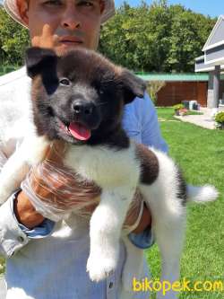 Amerikan Akita Inu Yavruları 3