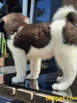Amerikan Akita Inu Yavruları 2