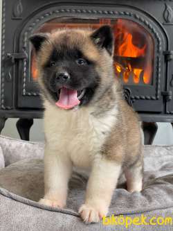 Amerikan Akita Inu Yavruları 3