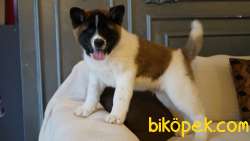 Amerikan Akita Inu Yavruları 4