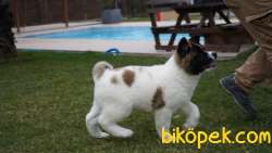 Amerikan Akita Inu Yavruları 5