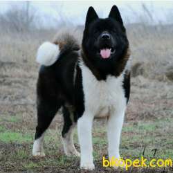 Amerikan Akita Inu Yavruları 1