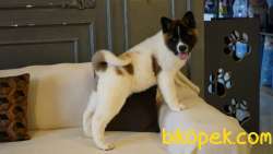 Amerikan Akita Inu Yavruları 3