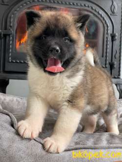 Amerikan Akita Inu Yavruları 4