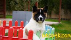 Amerikan Akita Inu Yavruları 2