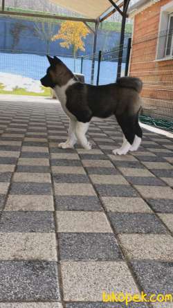 Safkan Amerikan Akita Inu Yavruları 4