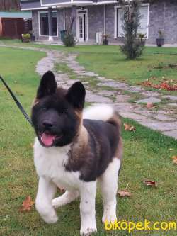 Amerikan Akita Inu Yavruları