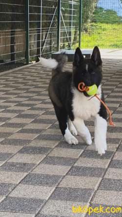 Safkan Amerikan Akita Inu Yavruları 5